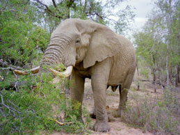 Classic Garden Route Tour